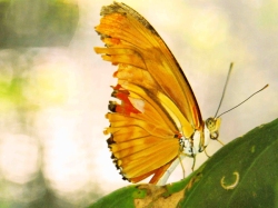 Fiz essa foto no borboletário da FioCruz.
